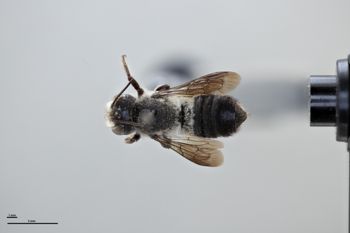 Media type: image;   Entomology 785768 Aspect: habitus dorsal view